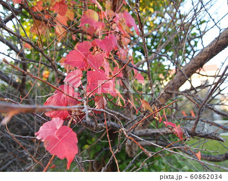 蔦紅葉（つたもみじ）の写真素材 [60862034] - PIXTA