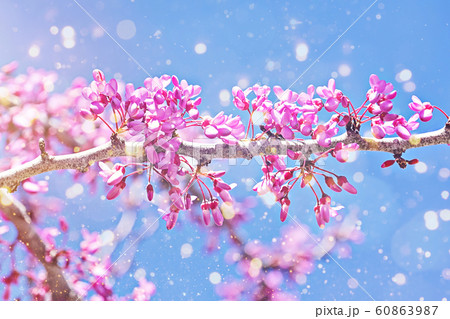 Spring background with pink blossom branch of cherry. 60863987