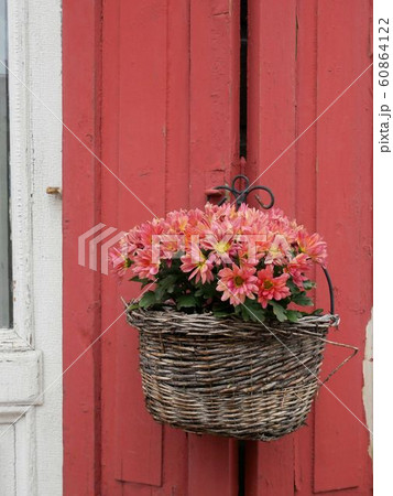 古民家のドアを飾る赤い菊の花籠　（フィンランド　ポルヴォー　Porvoo） 60864122