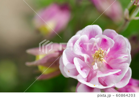 オダマキの花 オダマキの花 60864203