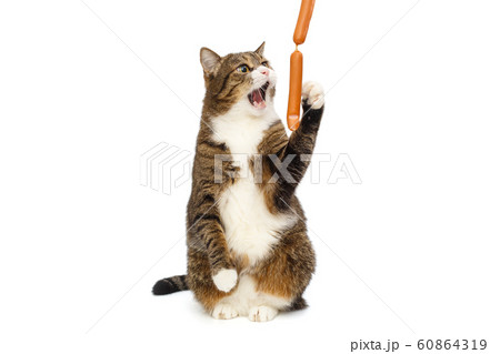 Grey cat wants to catch sausages 60864319