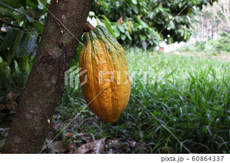 アマゾンで栽培されているカカオ 60864337