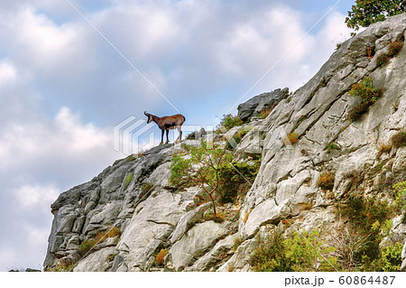 young chamois on a rocky cliff against the young chamois on a rocky cliff against the 60864487