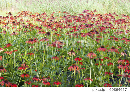 flowerbed of echinacea flowers flowerbed of echinacea flowers 60864657