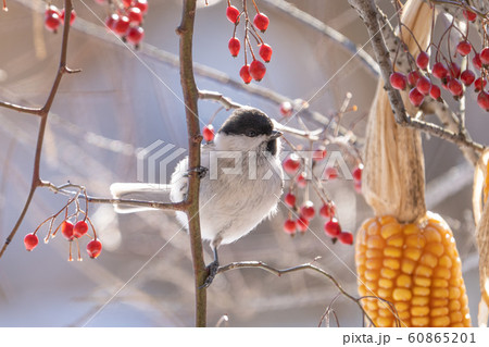 ハシブトガラ ハシブトガラ 60865201