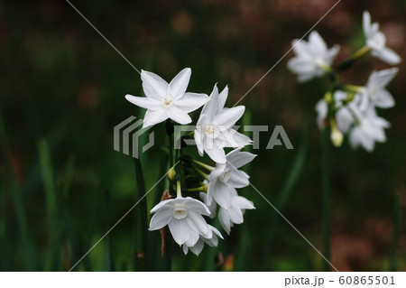 スイセン ペーパーホワイト  Narcisus 60865501