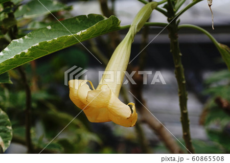 エンジェル・トランペット Angel's Trumpet エンジェル・トランペット Angel's Trumpet 60865508
