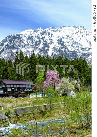 八海山と山桜(縦) 八海山と山桜(縦) 60865732