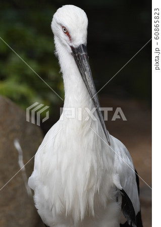 コウノトリ8 コウノトリ8 60865823