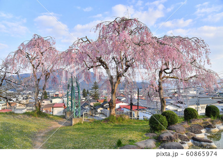 山形県上山市 月岡公園とかみのやま温泉の街並み 桜 山形県上山市 月岡公園とかみのやま温泉の街並み 桜 60865974