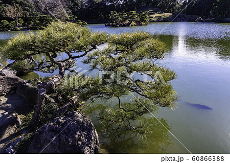 (東京都)清澄庭園 池に垂れた松 鯉 (東京都)清澄庭園 池に垂れた松 鯉 60866388