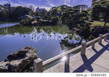 （東京都）清澄庭園　水鳥 60866389