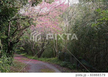 ヒカンザクラ　奄美　一番桜　花　桜 60866579