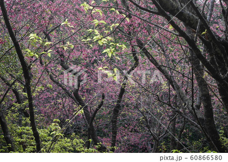 ヒカンザクラ　奄美　一番桜　花　桜 60866580
