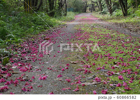 ヒカンザクラ　奄美　一番桜　花　桜 60866582