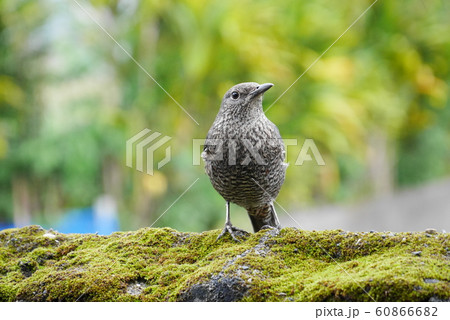 イソヒヨドリ　メス　奄美　鳥 60866682