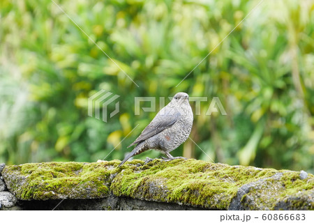 イソヒヨドリ メス 奄美 鳥 イソヒヨドリ メス 奄美 鳥 60866683
