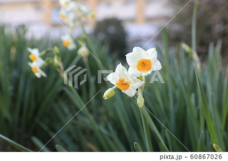 ニホンズイセン  60867026