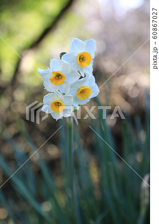 ニホンズイセン  60867027