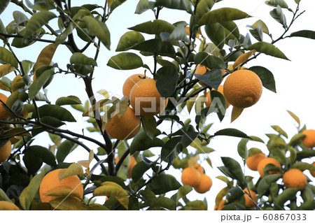 かぼす かぼす 60867033