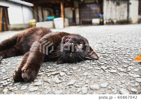 地べたに寝転ぶ黒い子猫　　　　京都 60867042