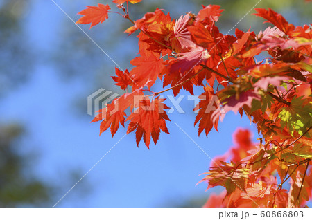 紅葉 ハウチワカエデ(空バック) 紅葉 ハウチワカエデ(空バック) 60868803