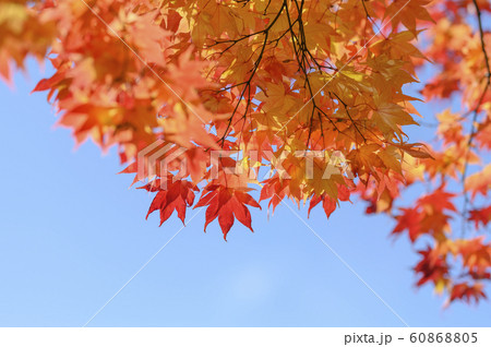 紅葉(空バック) 紅葉(空バック) 60868805