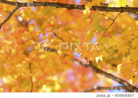 綺麗な紅葉 60868807