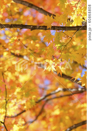 綺麗な紅葉 綺麗な紅葉 60868808