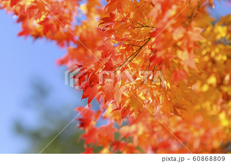 綺麗な紅葉 60868809