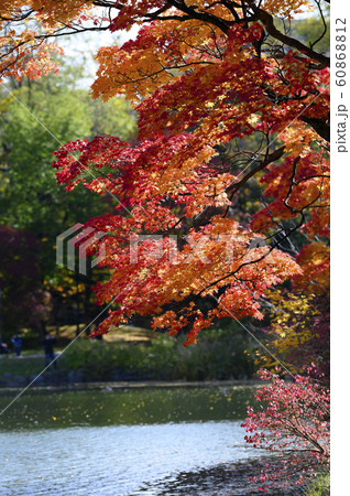 紅葉 池のほとり 60868812