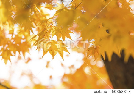 紅葉 逆光 フィルム調 60868813