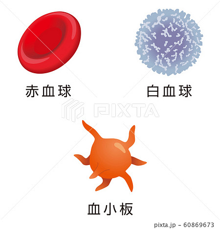 赤血球 白血球 血小板のイラスト素材