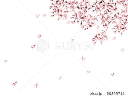 桜の花　線画ピンク 60869711