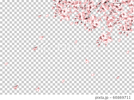 桜の花　線画ピンク 60869711