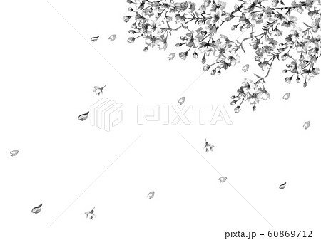 桜の花線画モノクロ 60869712
