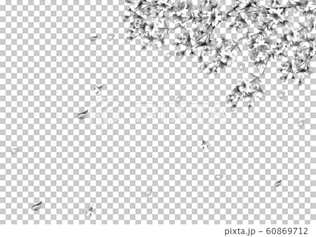 桜の花線画モノクロ 60869712