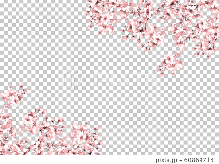 Cherry blossoms line drawing pink 60869713