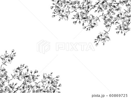 桜の花 線画モノクロのイラスト素材 [60869725] - PIXTA