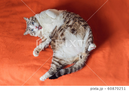 Very fat cat is obese, lies on an orange blanket 60870251