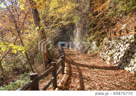 紅葉の都民の森 大滝の路 紅葉の都民の森 大滝の路 60870770