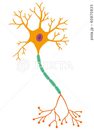ニューロンのイラスト素材