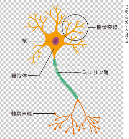ニューロン