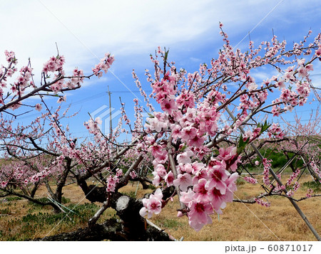 あら川桃源郷の桃の花 60871017
