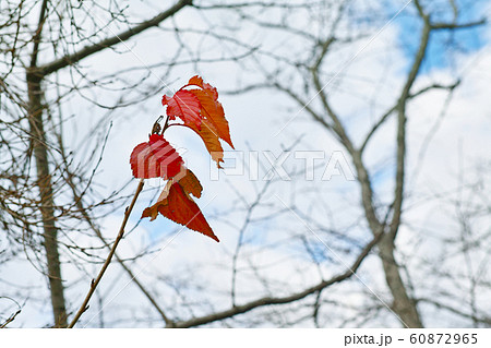 桜の紅葉 60872965