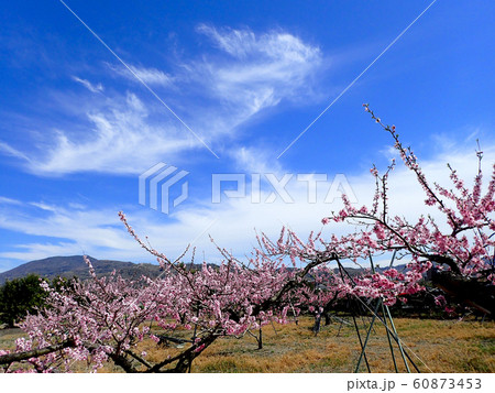 あら川桃源郷の桃の花 あら川桃源郷の桃の花 60873453