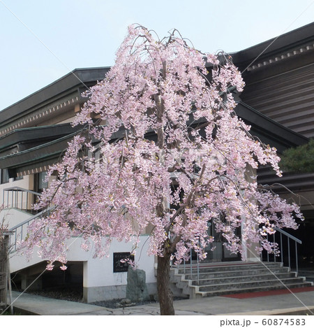 棟方志功記念館の桜 棟方志功記念館の桜 60874583