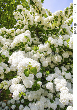 小さな白い花をつける紫陽花の写真素材