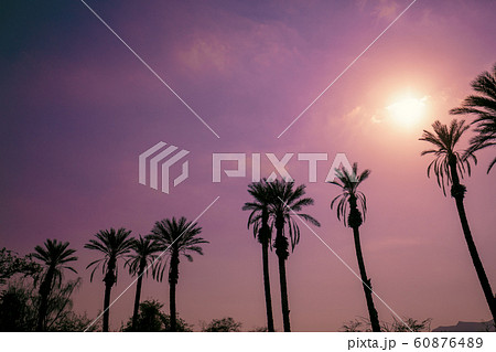 Row of tropical palm trees against sunset sky Row of tropical palm trees against sunset sky 60876489