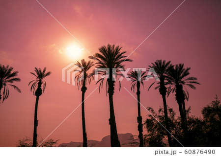 Row of tropical palm trees against sunset sky Row of tropical palm trees against sunset sky 60876490